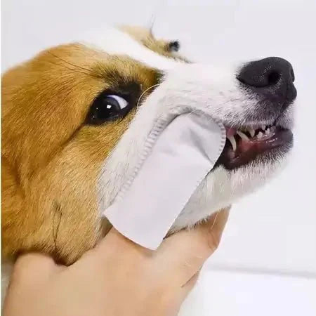 Cuidar dos dentes nunca foi tão fácil. Lenços de Limpeza Odontológica para Pets